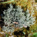 Image of Cladonia furcata