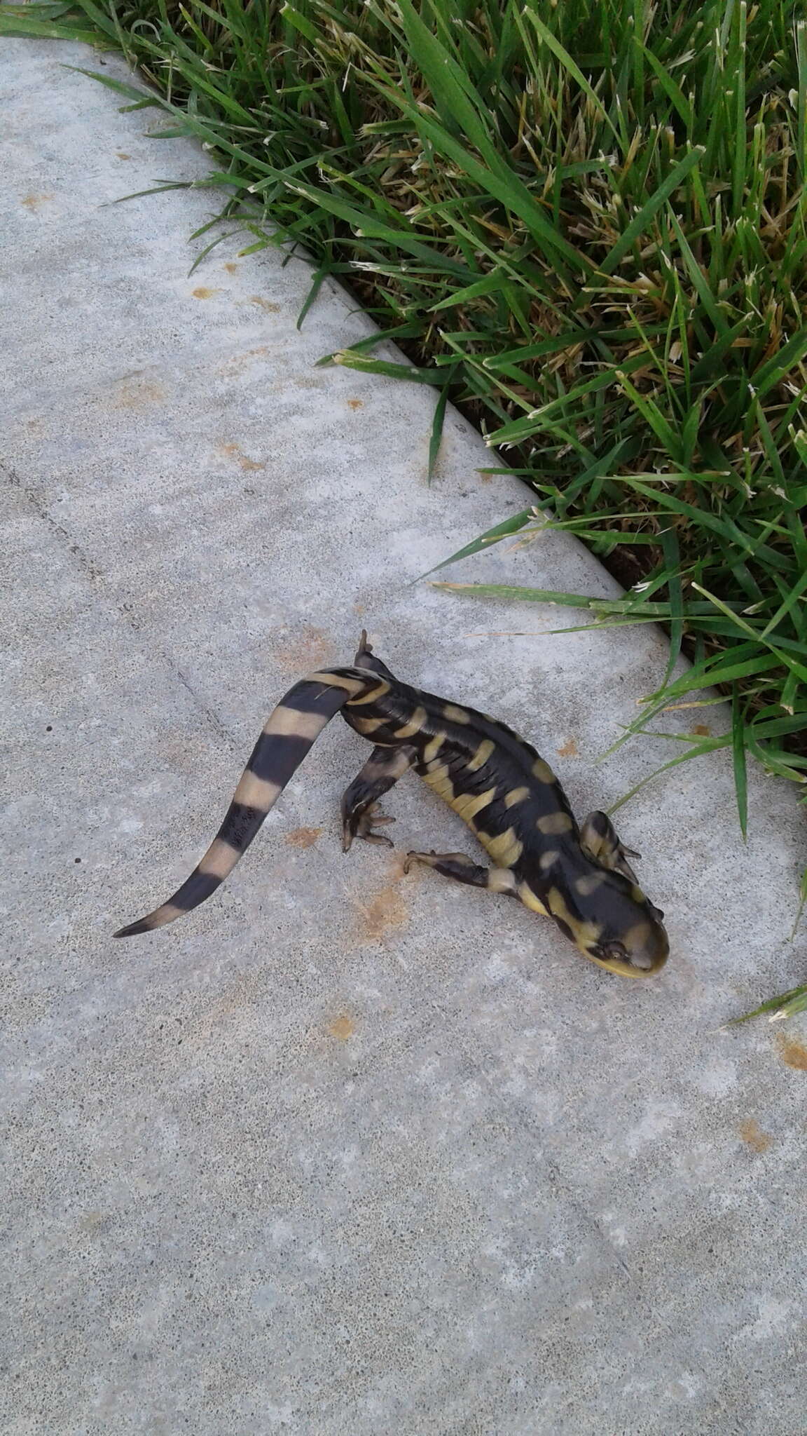 Image of Barred Tiger Salamander