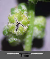 Image of Grey Goosefoot