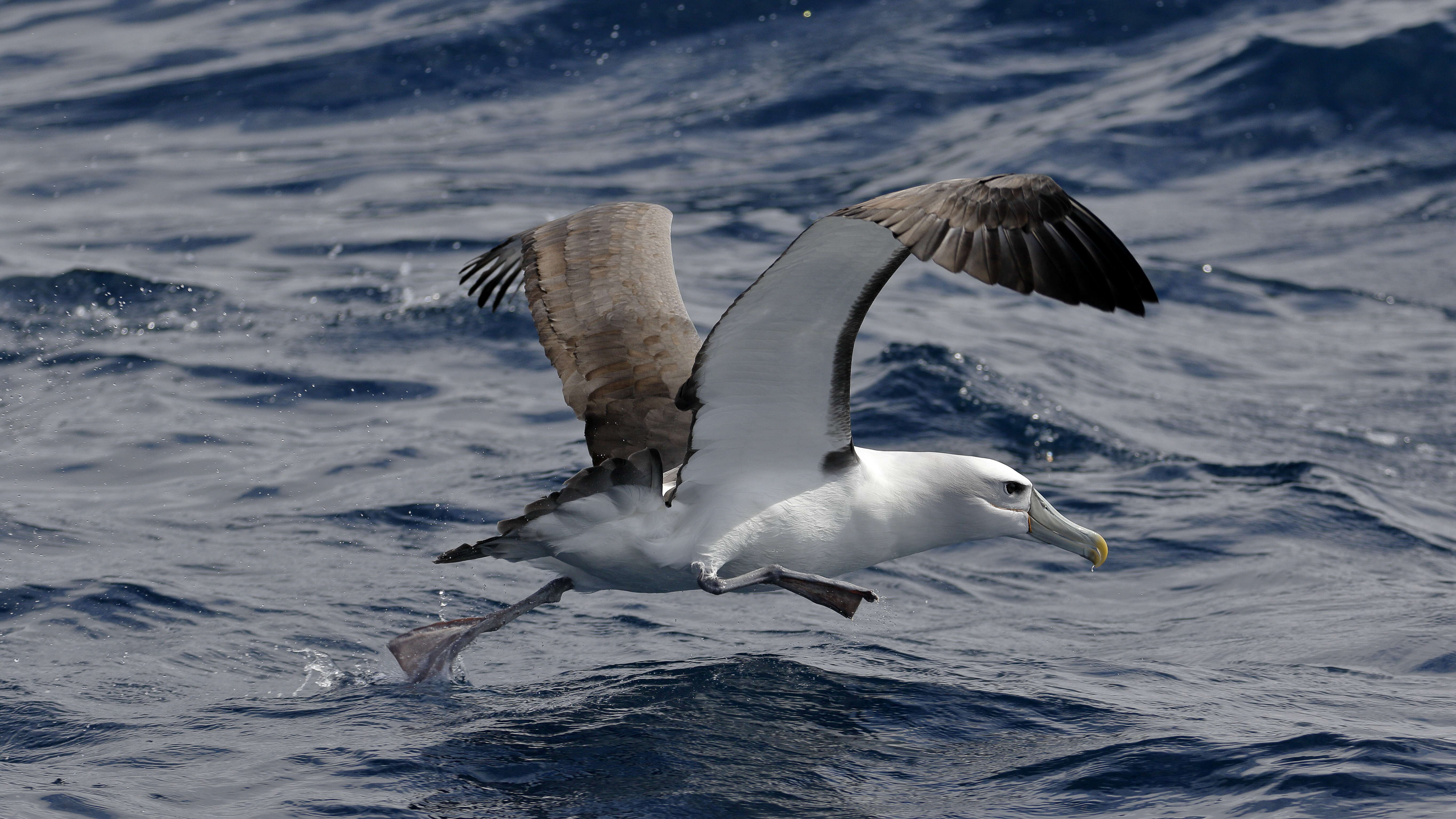 Image of Shy Albatross