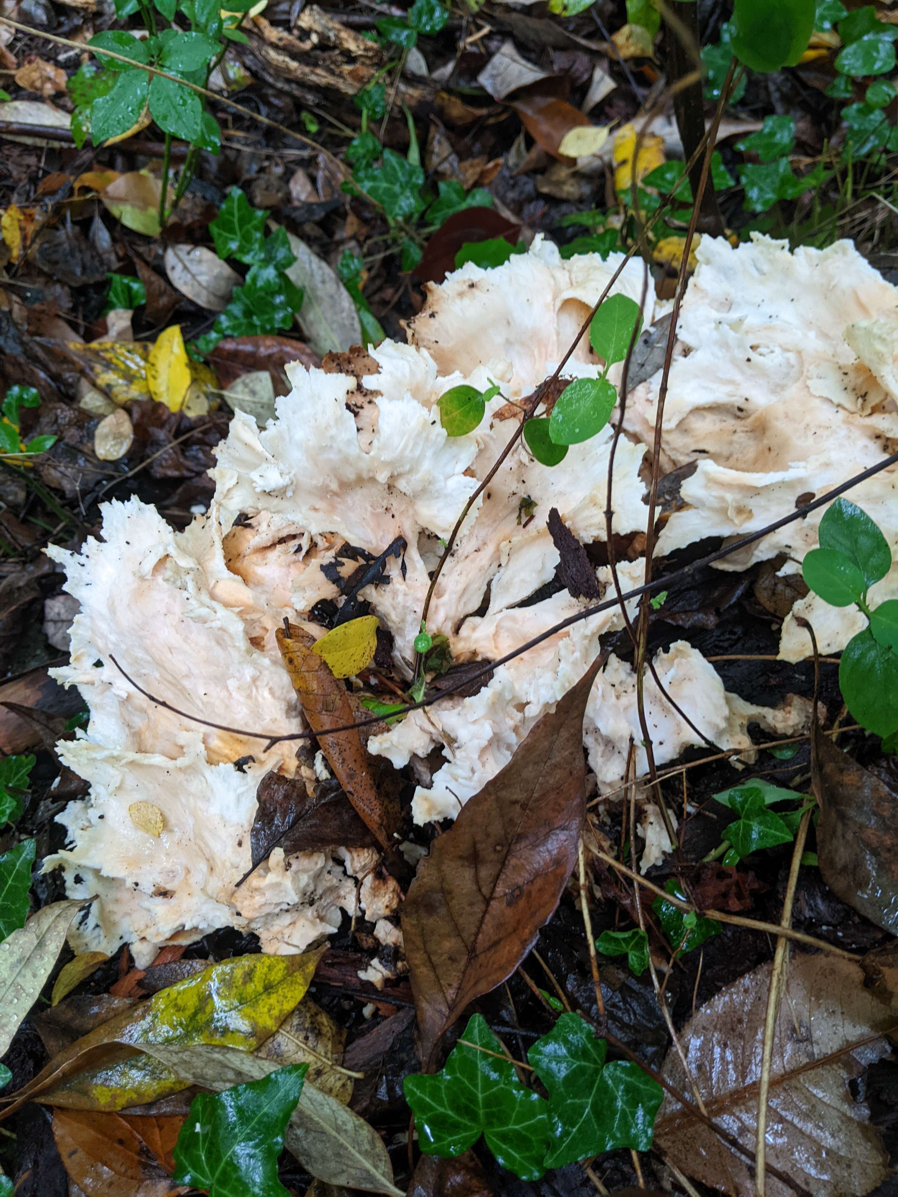 Image of Laetiporus