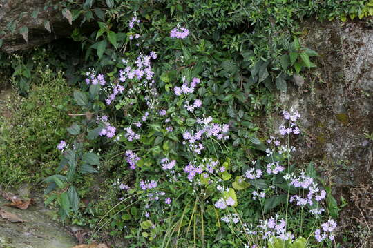 Image of Baby primula