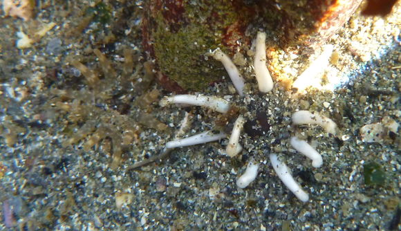 Image of cryptic burrowing anemone