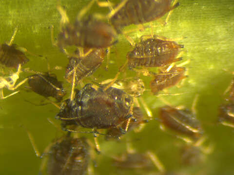 Image of Banana aphid