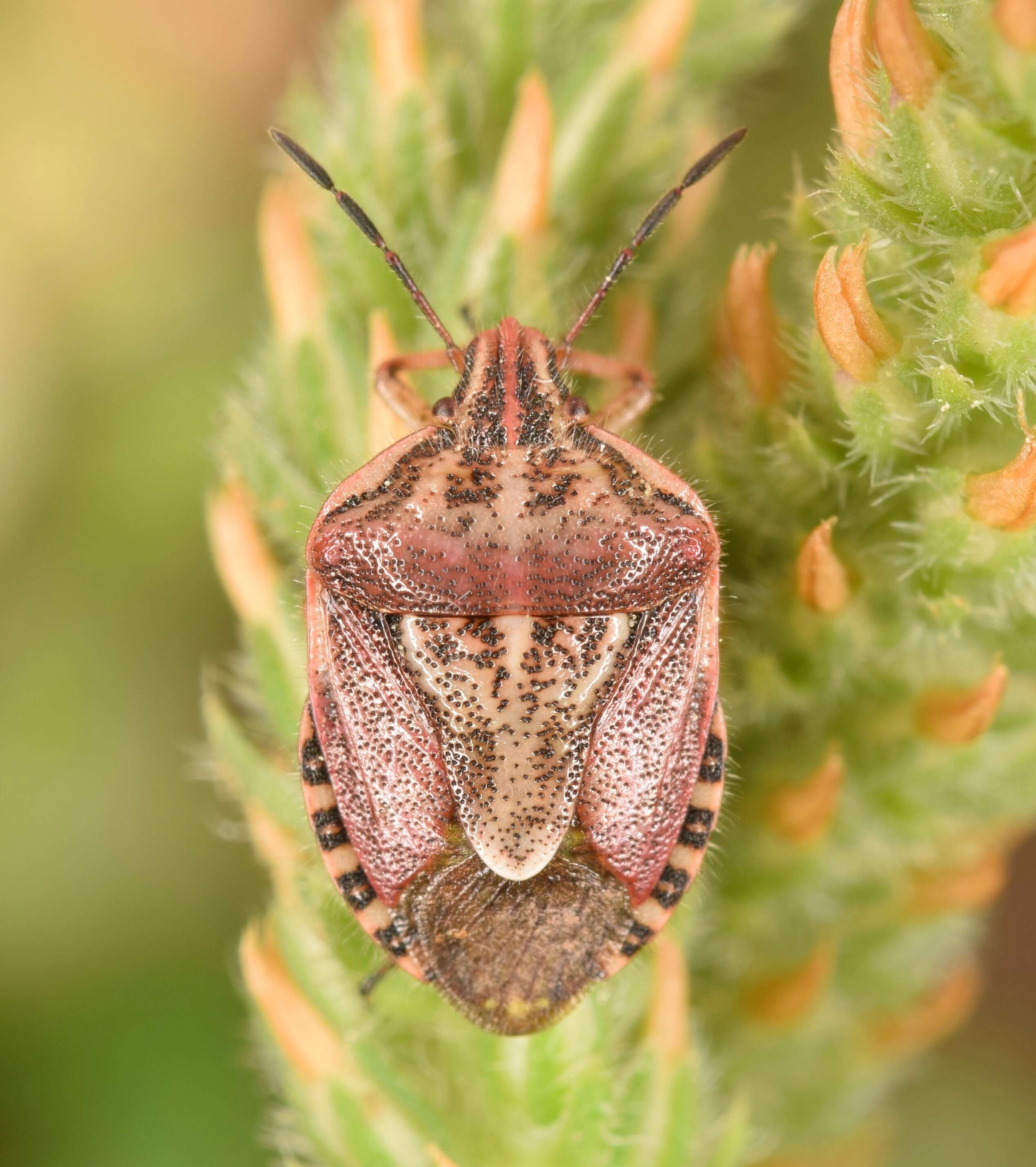 Image of Trichopepla semivittata (Say 1832)