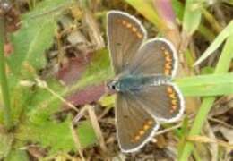 Image of brown argus