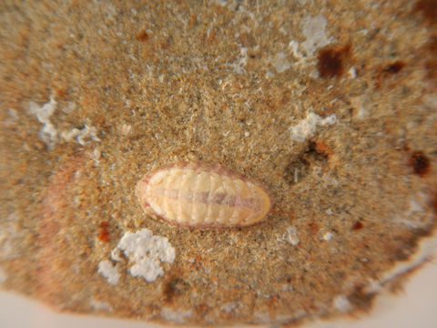 Image of Ischnochiton rissoi (Payraudeau 1826)