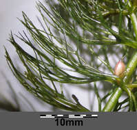 Image of Soft Hornwort