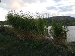 Imagem de Miscanthus sacchariflorus (Maxim.) Benth. & Hook. fil. ex Franch.