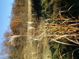 Imagem de Miscanthus sacchariflorus (Maxim.) Benth. & Hook. fil. ex Franch.