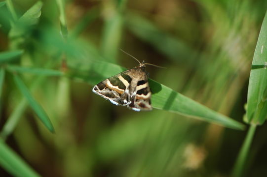 18.https www inaturalist org photos 169770.580x360