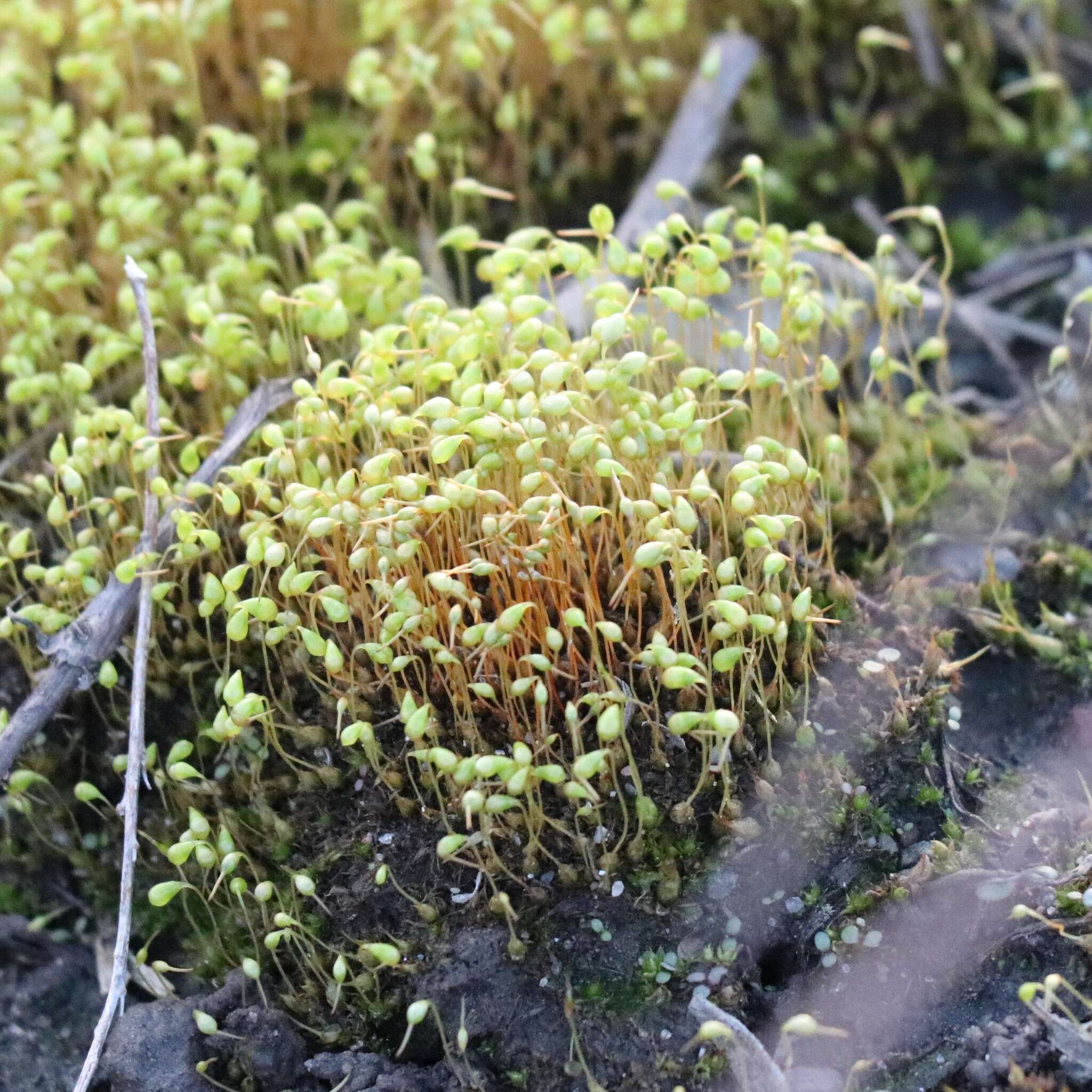 Image of Cord Moss