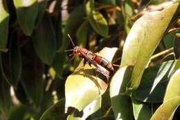 Image of Polistes bahamensis Bequard & Salt 1931