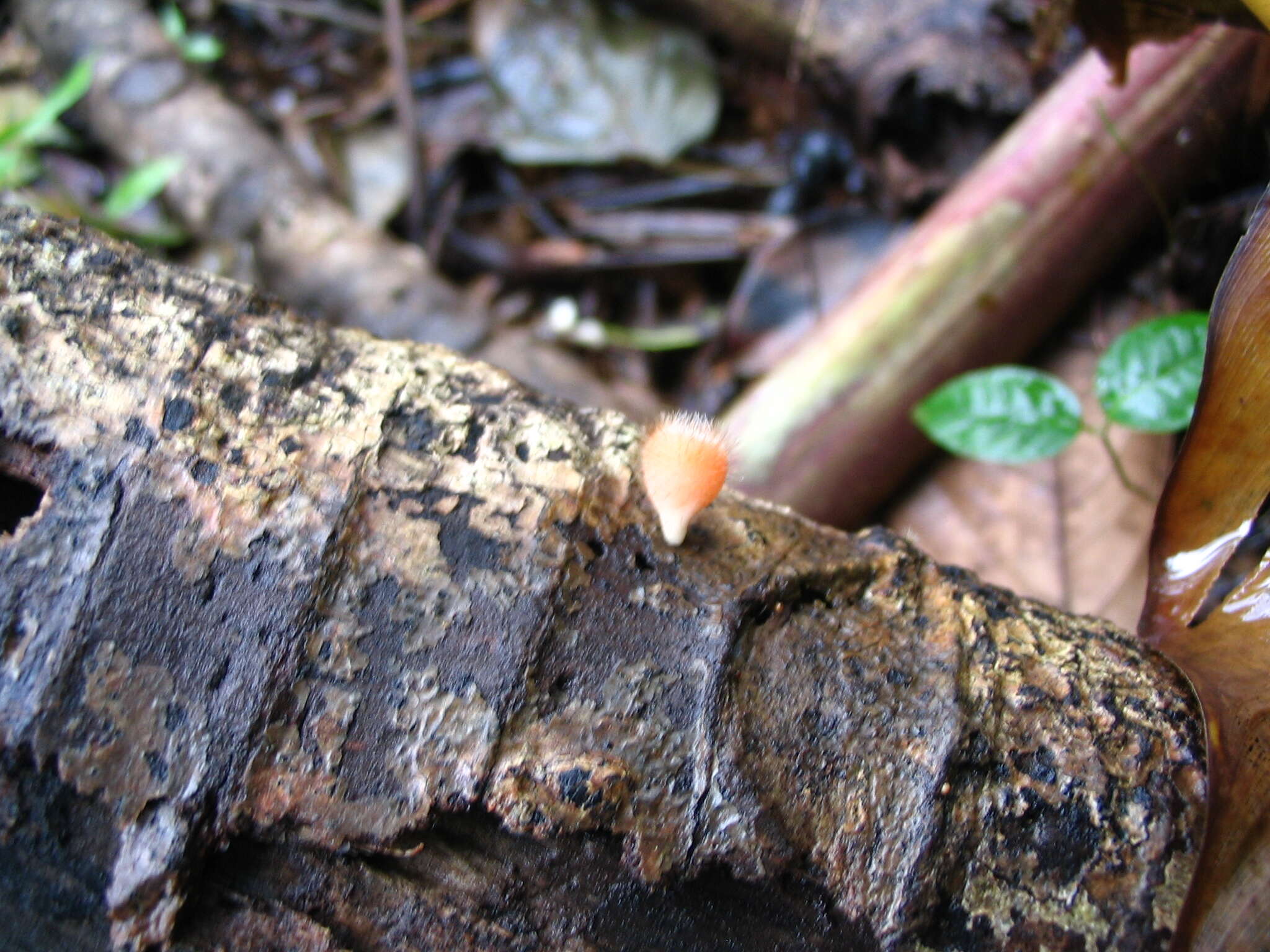 Image of Cookeina tricholoma (Mont.) Kuntze 1891