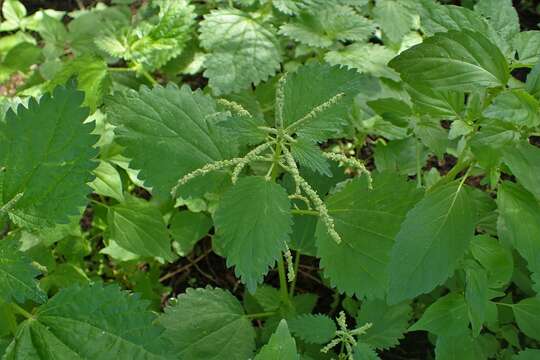 Image de Urtica membranacea Poir.