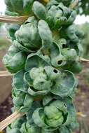 Image of Brussels Sprout