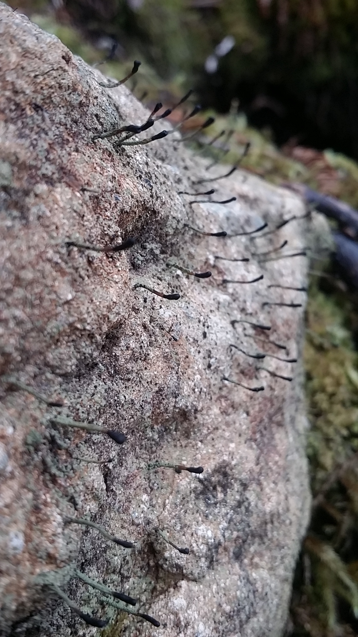 Image of <i>Pilophorus clavatus</i>
