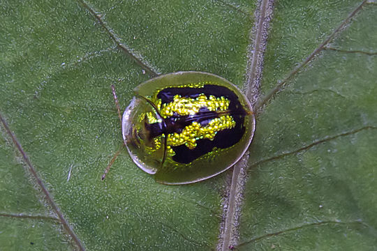 Image of <i>Cassida</i> (<i>Crepidaspis</i>) <i>circumdata</i> Herbst 1799