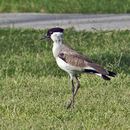 Image of Vanellus duvaucelii (Lesson & R 1826)