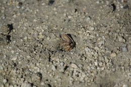 Image of Atlantic sand fiddler