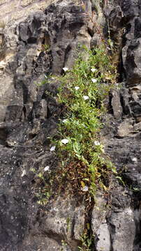 Image of Field Bindweed