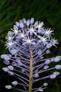 Image of Large blue squill