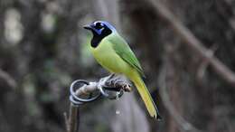 Image of Green Jay