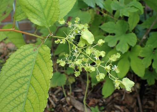 Слика од Tripterygium wilfordii Hook. fil.