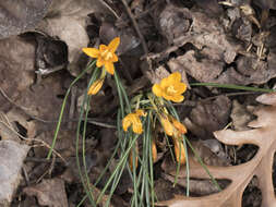 Image of Crocus vitellinus Wahlenb.