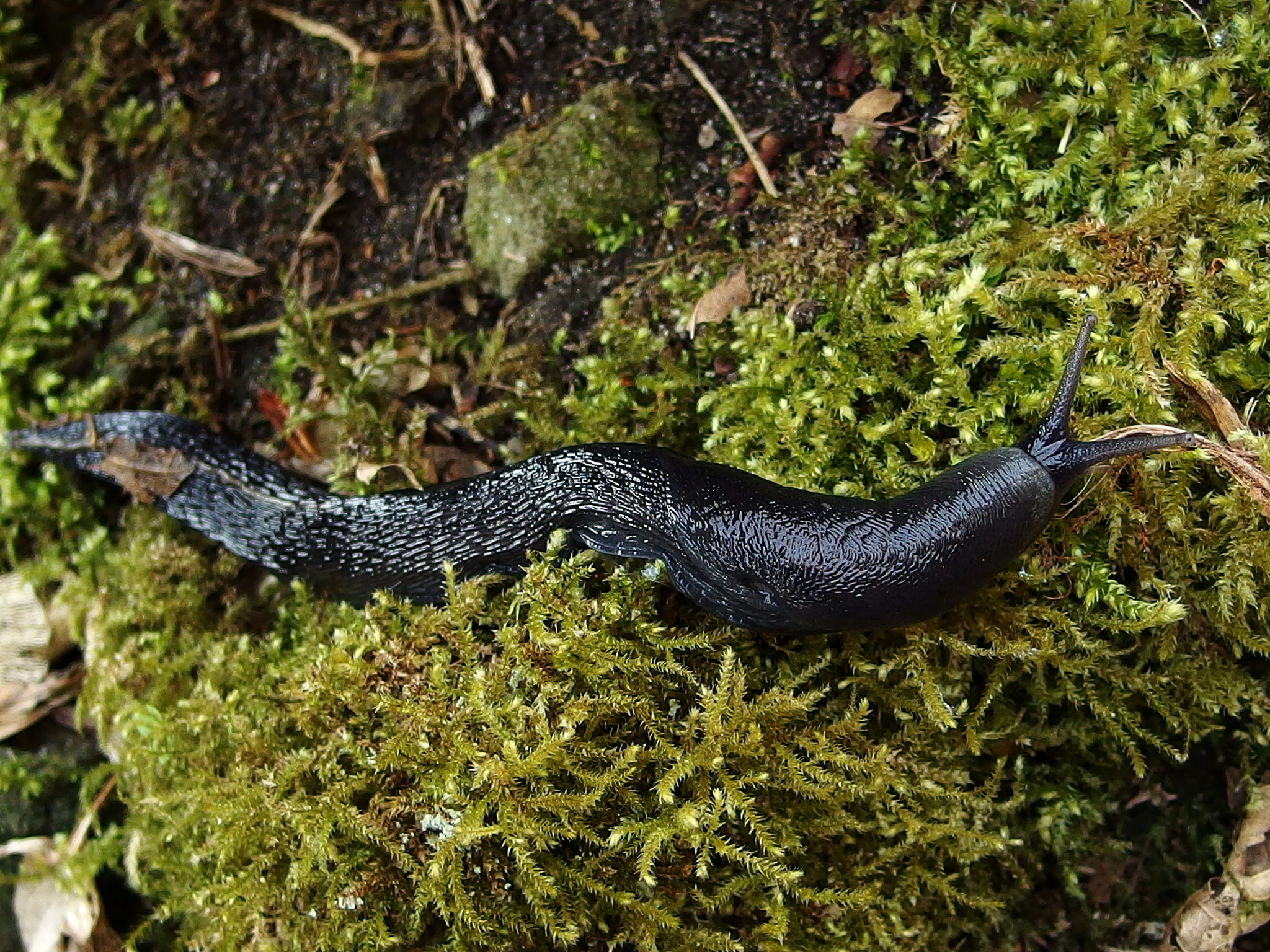 Image of ash-black slug