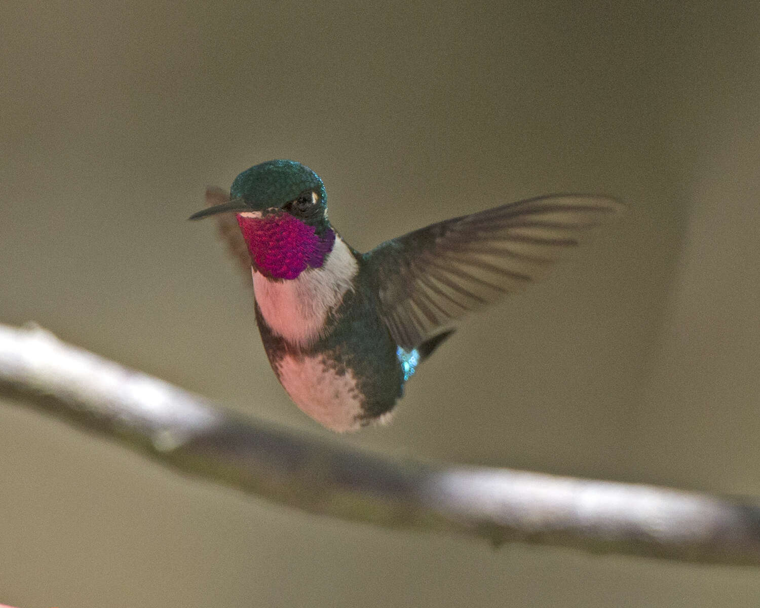 Image of White-bellied Woodstar