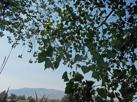 Image of eastern cottonwood