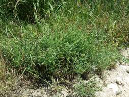 Image of narrow-leaved pepperwort