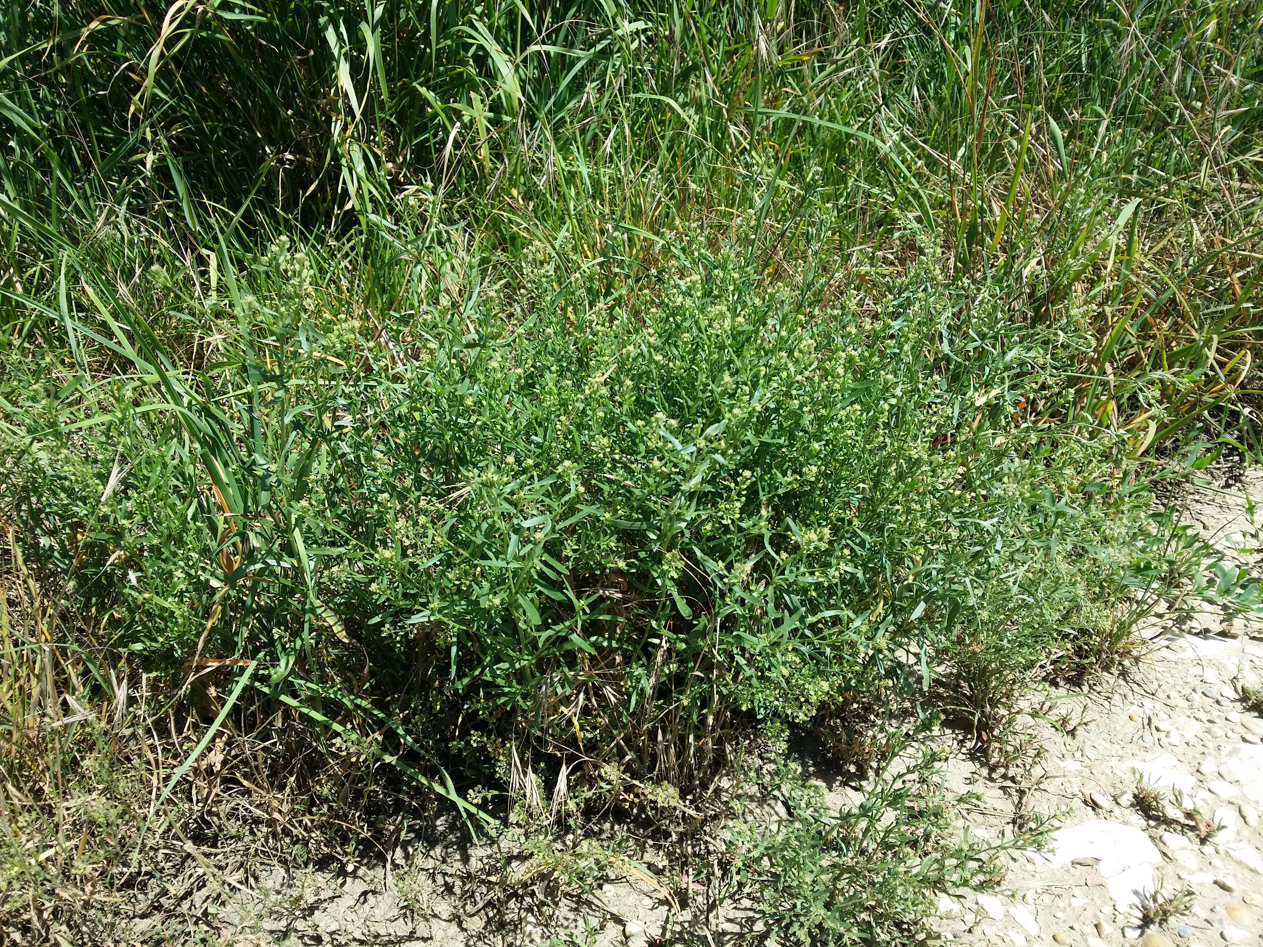 Image of narrow-leaved pepperwort