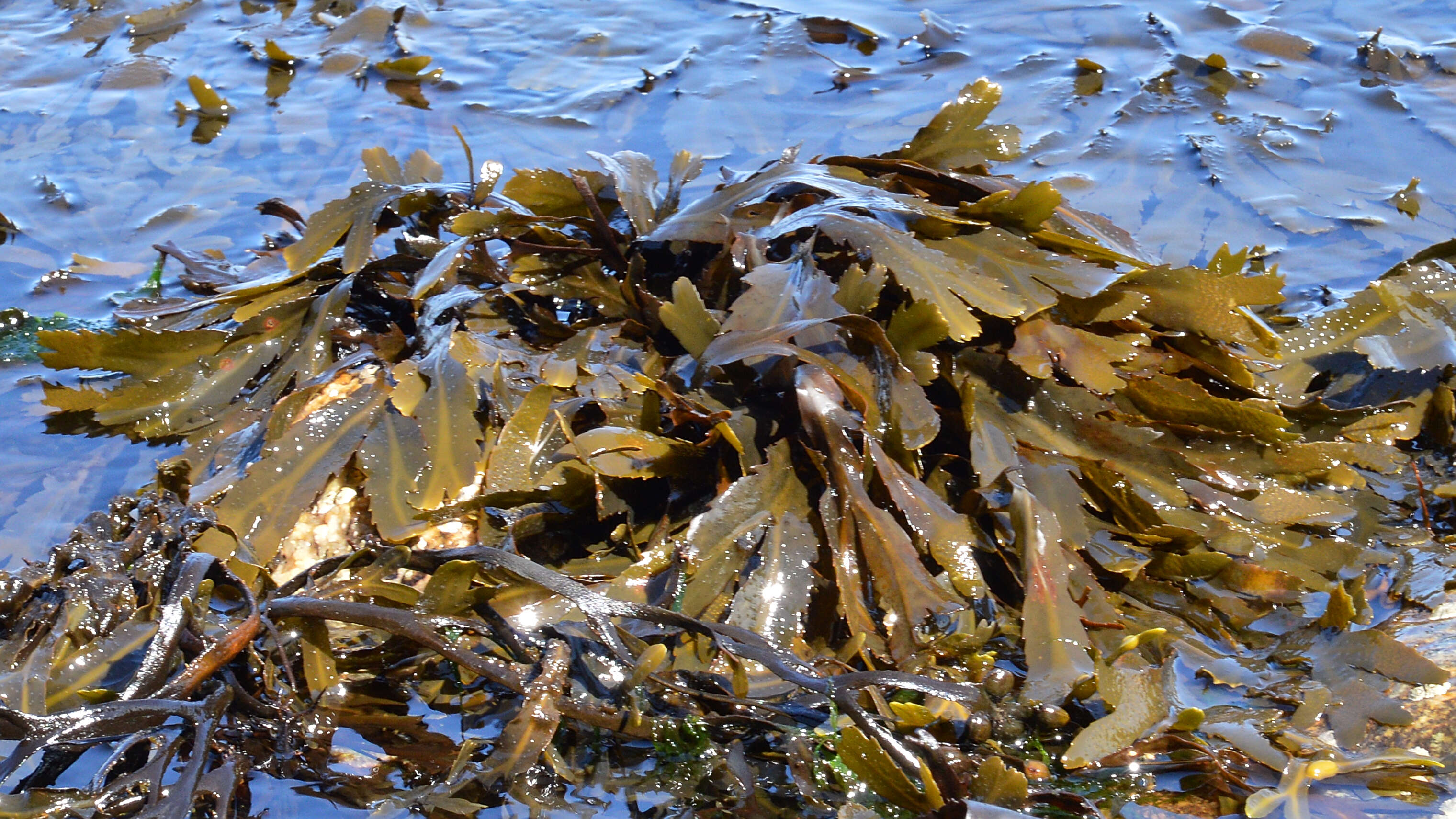 Image of toothed wrack