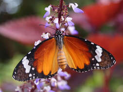 Image of common coleus