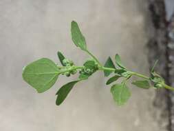 Plancia ëd Chenopodium opulifolium Schrader