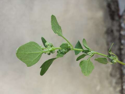 Image of Grey Goosefoot