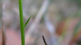 Image de Lobelia andrewsii Lammers