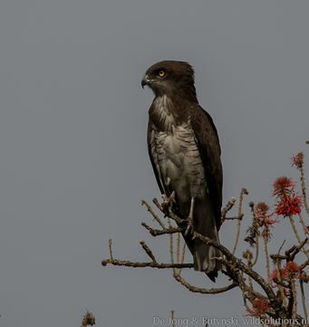 18.https www inaturalist org photos 1707485.580x360