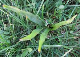 Image of Colchicum lusitanum Brot.