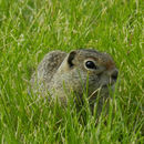 Image of Idaho Ground Squirrel