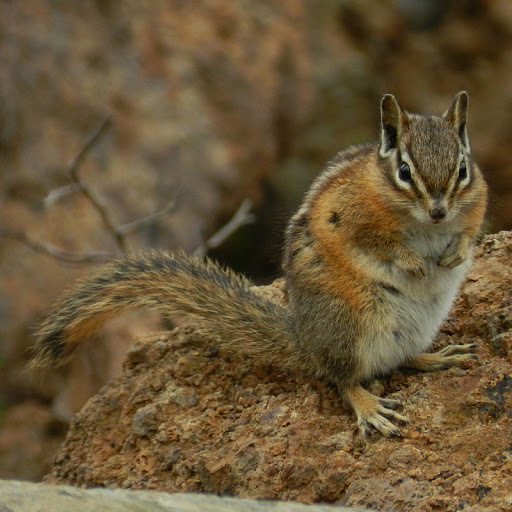 yellow pine chipmunk