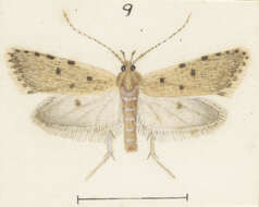 Image of Gymnobathra calliploca Meyrick 1884