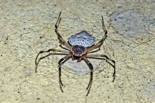 Image of <i>Herennia multipuncta</i> (Doleschall 1859)
