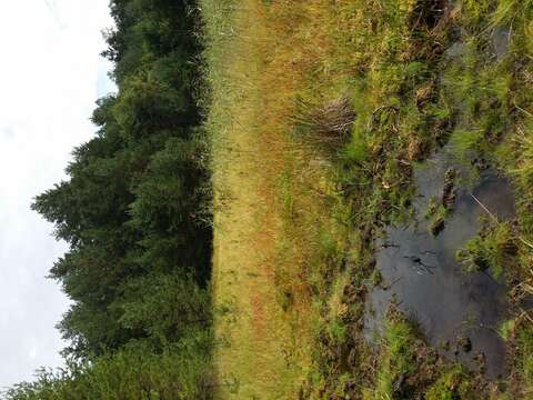 Juncus bulbosus L.的圖片