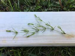 Image of Delicate Stonewort