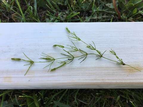 Image of Delicate Stonewort