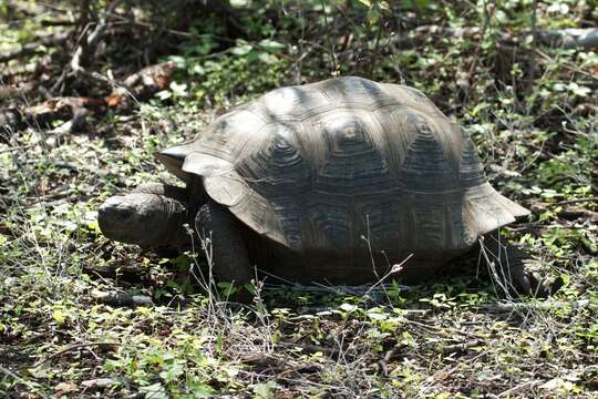 Image of Alcedo Volcano giant tortoise