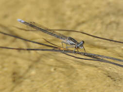 Image of Metacnemis Selys 1863